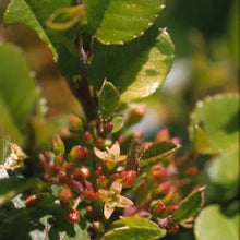 Load image into Gallery viewer, Rhamnus crocea - Spiny Redberry