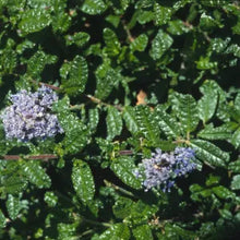 Load image into Gallery viewer, Ceanothus hearstiorum - Hearst's Ceanothus