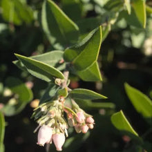 Load image into Gallery viewer, Arctostaphylos cruzensis - Arroyo de la Cruz Manzanita