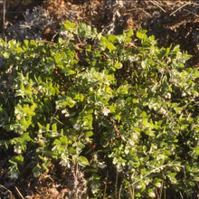 Load image into Gallery viewer, Arctostaphylos cruzensis - Arroyo de la Cruz Manzanita