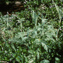 Load image into Gallery viewer, Tanacetum bipinnatum - Dune Tansy