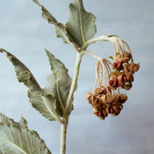 Load image into Gallery viewer, Asclepias californica
