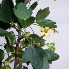 Load image into Gallery viewer, Ribes aureum - Golden Currant