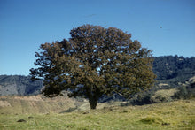 Load image into Gallery viewer, Quercus douglasii - Blue Oak