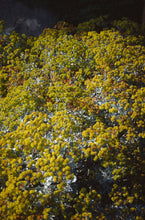 Load image into Gallery viewer, Eriogonum crocatum - Conejo Buckwheat