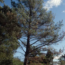 Load image into Gallery viewer, Pinus radiata - Monterey Pine