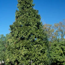 Load image into Gallery viewer, Calocedrus decurrens - Incense Cedar