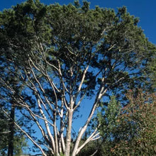 Load image into Gallery viewer, Hesperocyparis forbesii - Tecate Cypress