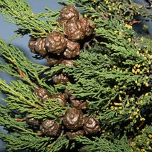 Load image into Gallery viewer, Hesperocyparis forbesii - Tecate Cypress