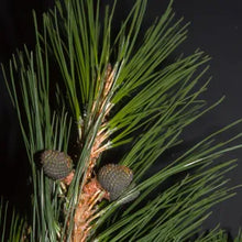 Load image into Gallery viewer, Pinus radiata - Monterey Pine