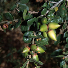 Load image into Gallery viewer, Quercus agrifolia - Coast Live Oak