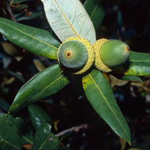 Load image into Gallery viewer, Quercus chrysolepis - Canyon Live Oak