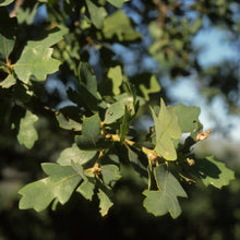 Load image into Gallery viewer, Quercus douglasii - Blue Oak