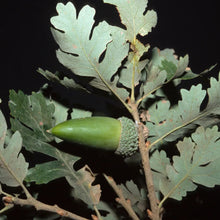 Load image into Gallery viewer, Quercus lobata - Valley Oak