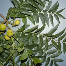 Load image into Gallery viewer, Juglans californica - California Black Walnut