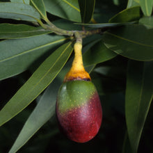 Load image into Gallery viewer, Umbellularia californica - California Bay Laurel