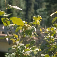 Load image into Gallery viewer, Corylus cornuta var. californica - Western Hazelnut