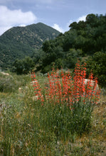 Load image into Gallery viewer, Penstemon centranthifolius - Scarlet Bugler
