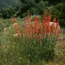 Load image into Gallery viewer, Penstemon centranthifolius - Scarlet Bugler