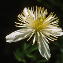 Load image into Gallery viewer, Clematis lasiantha - Chaparral Clematis