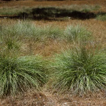 Load image into Gallery viewer, Muhlenbergia rigens - Deer Grass