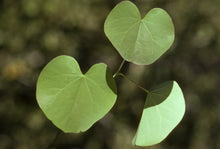 Load image into Gallery viewer, Cercis occidentalis - Western Redbud