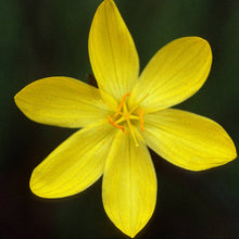 Load image into Gallery viewer, Sisyrinchium californicum - Yellow Eyed Grass