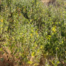Load image into Gallery viewer, Malacothamnus clementinus- San Clemente Island Bushmallow
