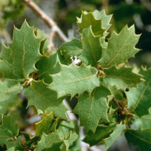 Load image into Gallery viewer, Quercus cornelius-mulleri- Muller Oak