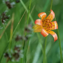 Load image into Gallery viewer, Lilium parvum - Alpine Lily