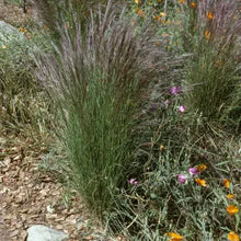 Load image into Gallery viewer, Aristida purpurea - Purple Three Awn Grass