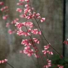 Load image into Gallery viewer, Heuchera 'Canyon Duet' - Pink and White Coral Bells