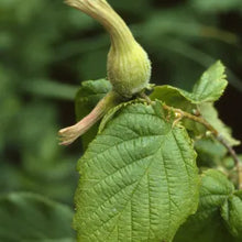 Load image into Gallery viewer, Corylus cornuta var. californica - Western Hazelnut
