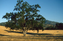 Load image into Gallery viewer, Quercus lobata - Valley Oak