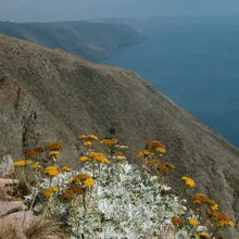 Load image into Gallery viewer, Constancea nevinii - Nevin's Wooly Sunflower