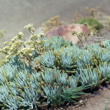 Load image into Gallery viewer, Dudleya virens - Bright Green Dudleya