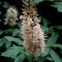 Load image into Gallery viewer, Aesculus californica - California Buckeye