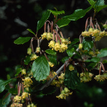 Load image into Gallery viewer, Cercocarpus betuloides - Mountain Mahogany