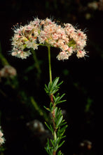 Load image into Gallery viewer, Eriogonum fasciculatum - California Buckwheat
