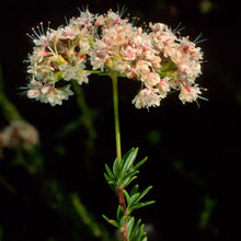 Load image into Gallery viewer, Eriogonum fasciculatum - California Buckwheat
