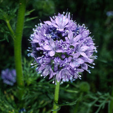 Load image into Gallery viewer, Gilia capitata - Blue Field Gilia