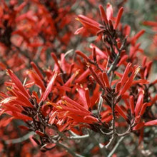 Load image into Gallery viewer, Justicia californica - Chuparosa
