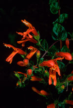 Load image into Gallery viewer, Keckiella cordifolia - Climbing Penstemon