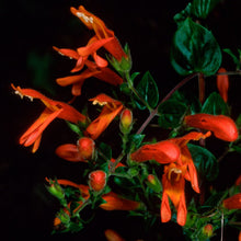 Load image into Gallery viewer, Keckiella cordifolia - Climbing Penstemon