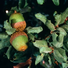 Load image into Gallery viewer, Quercus durata - Leather Oak
