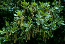 Load image into Gallery viewer, Quercus tomentella - Island Oak