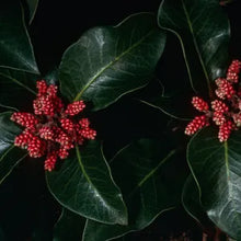 Load image into Gallery viewer, Rhus ovata - Sugar Bush