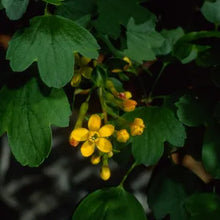 Load image into Gallery viewer, Ribes aureum - Golden Currant