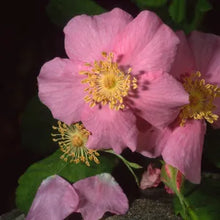 Load image into Gallery viewer, Rosa californica - California Wild Rose