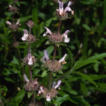 Load image into Gallery viewer, Salvia mellifera - Black Sage